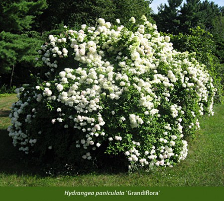 Hortenzie latnatá - 1.500 CZK - ZAKOUPENO