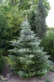 Abies koreana - 1.200 CZK - ZAKOUPENO