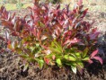 Leucothoe - 600 CZK - ZAKOUPENO