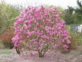 Magnolie - 1.640 CZK - ZAKOUPENO